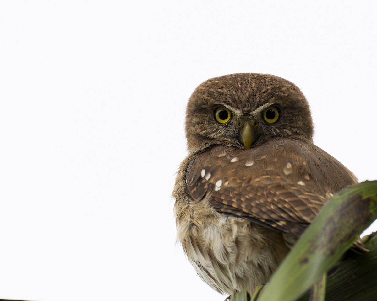 Ferruginous Pygmy-Owl - ML645230844