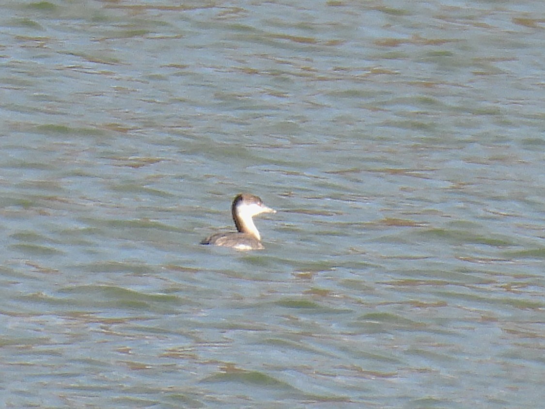 Txilinporta urrebelarria - ML645230845