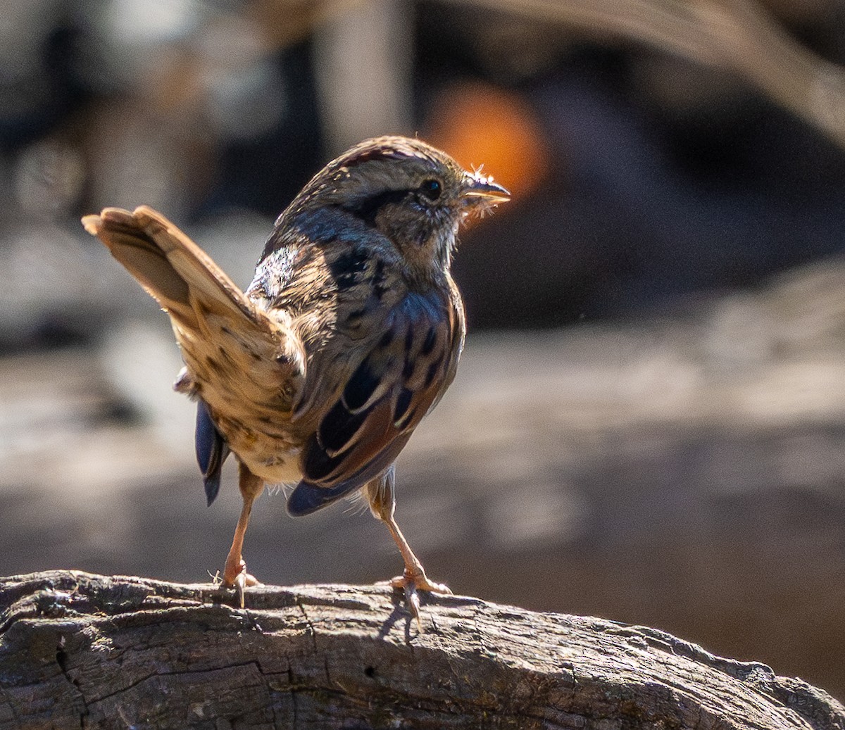 Bruant des marais - ML645230847