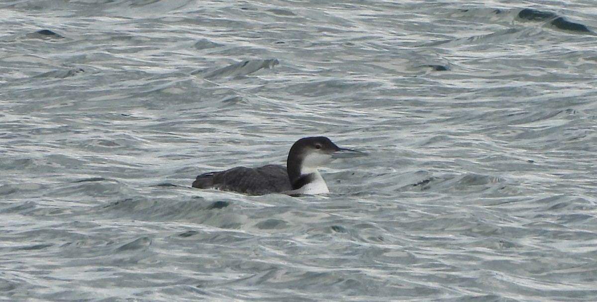 צוללן צפוני - ML645230850