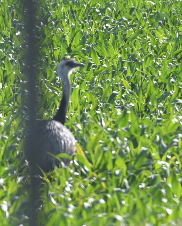 Ñandu nagusia - ML645230854