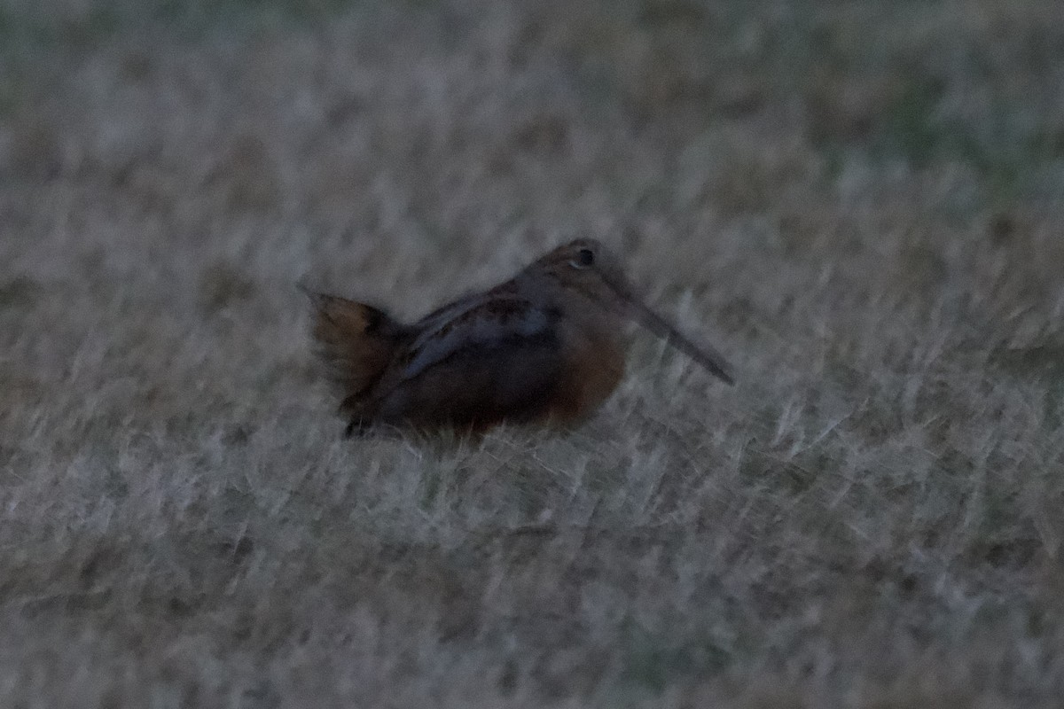 American Woodcock - ML645230855