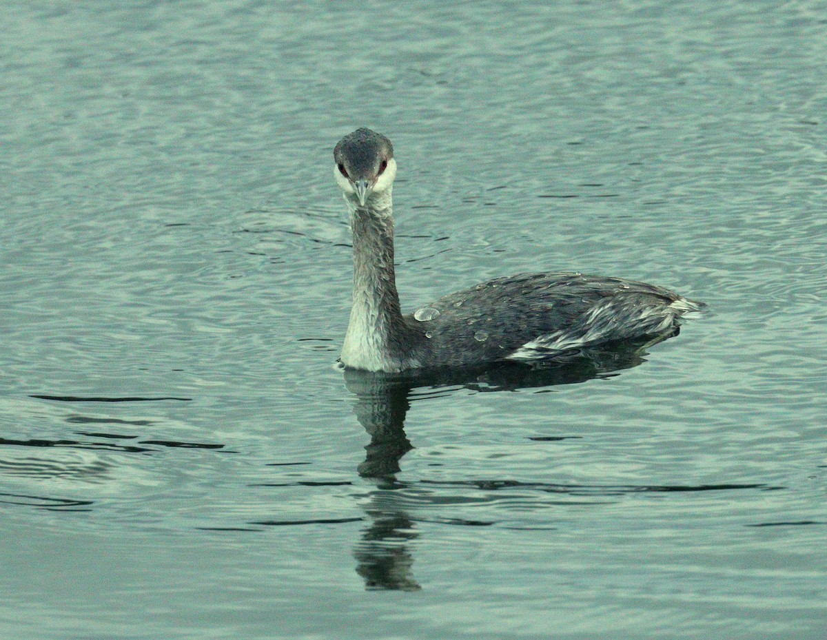 Txilinporta urrebelarria - ML645230857