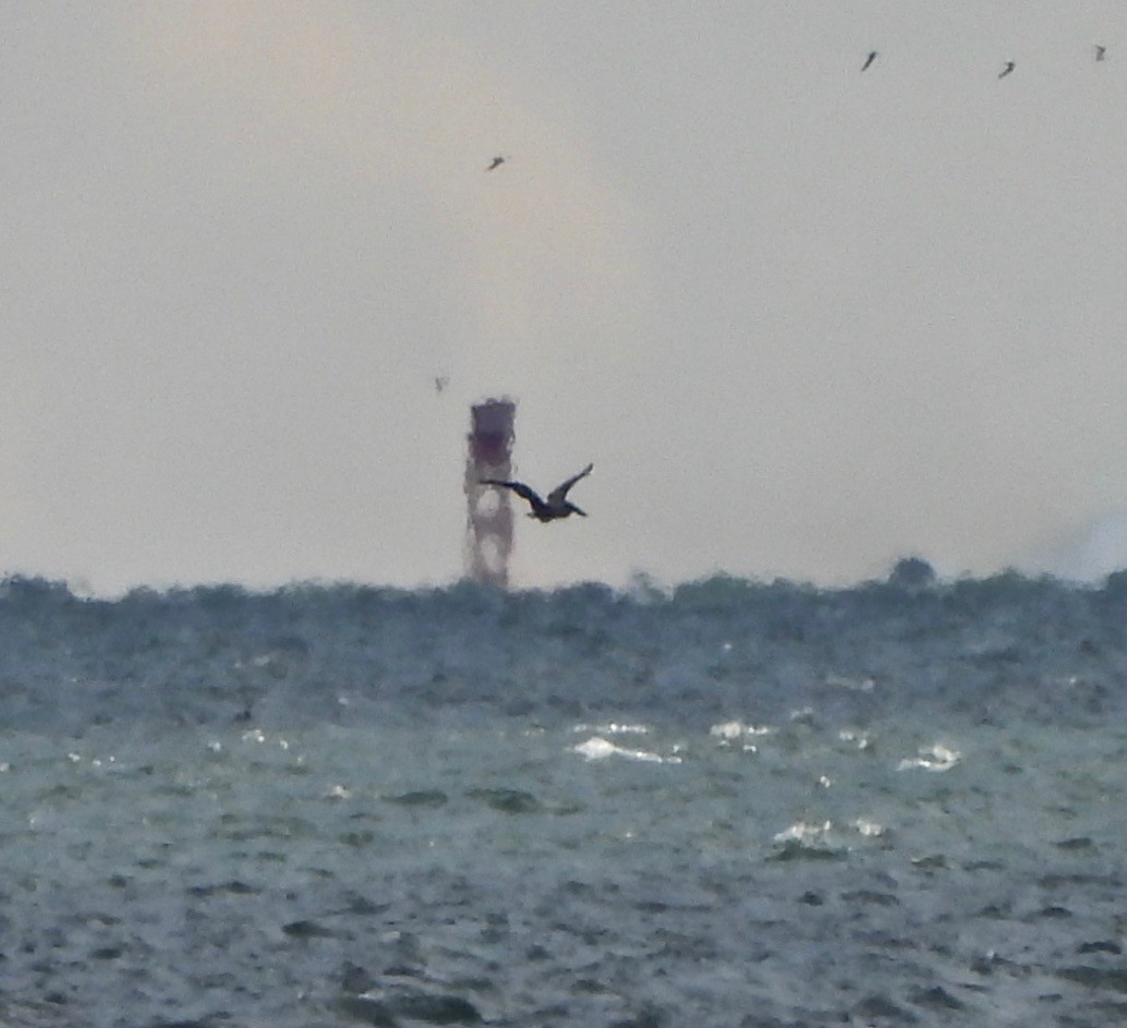 שקנאי חום - ML645230858