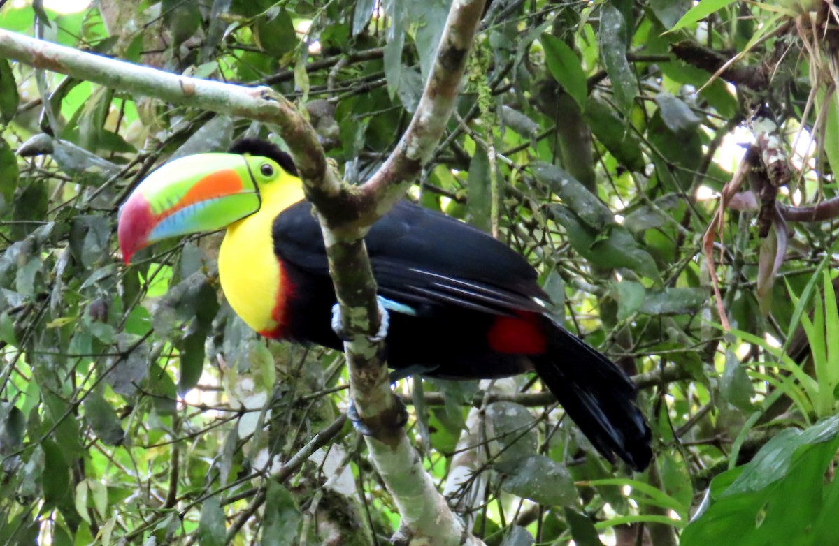 regnbuetukan - ML645230862