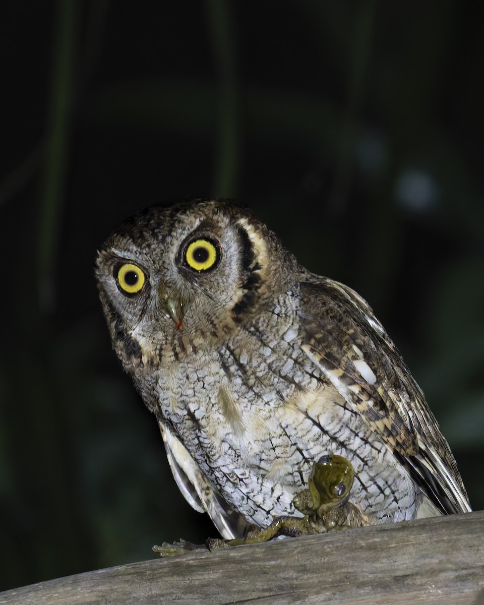 Tropical Screech-Owl - ML645230870
