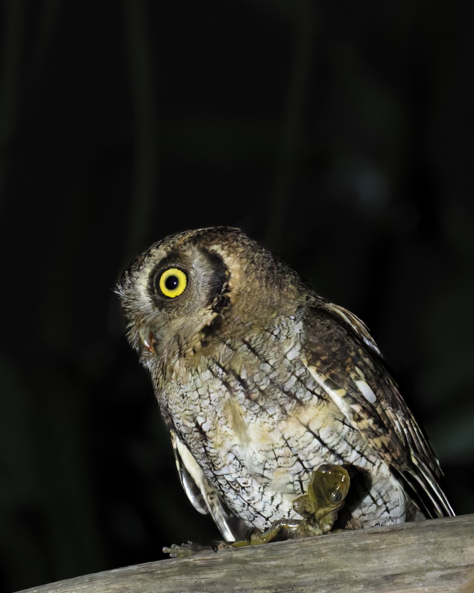 Tropical Screech-Owl - ML645230871