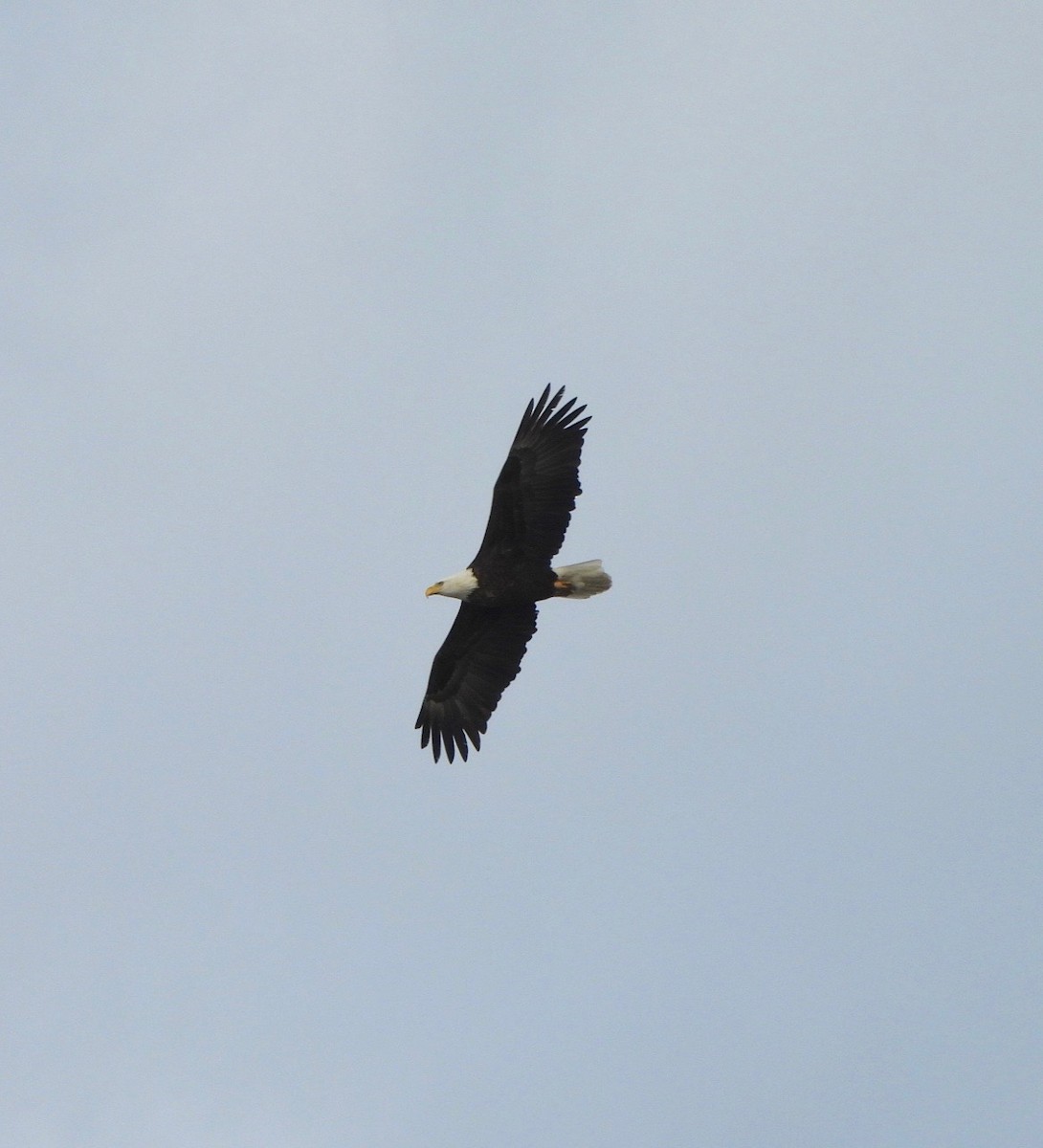 עיטם לבן-ראש - ML645230872