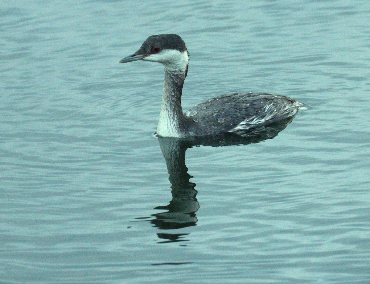 Txilinporta urrebelarria - ML645230873