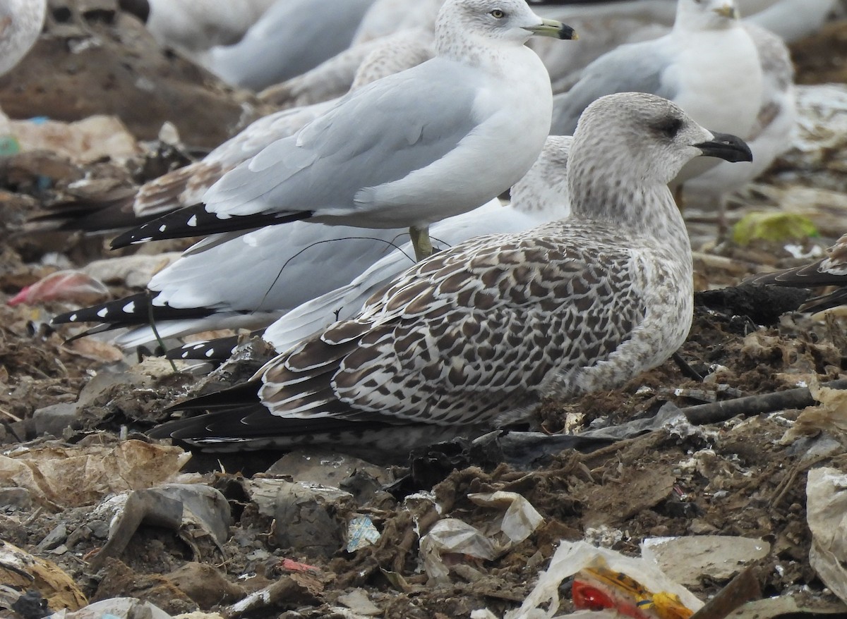 Great Black-backed Gull - ML645230874