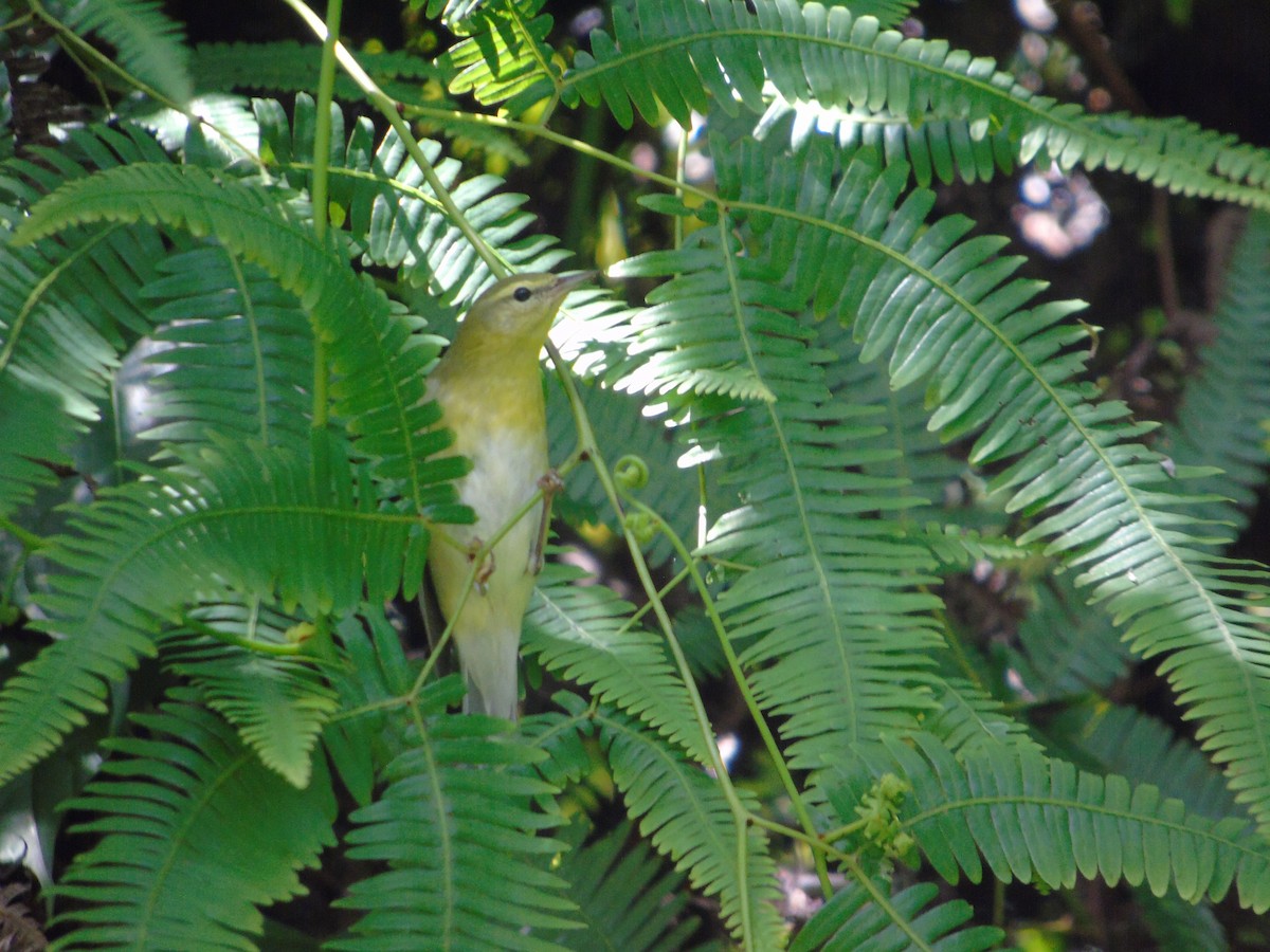Tennessee Warbler - ML645230881