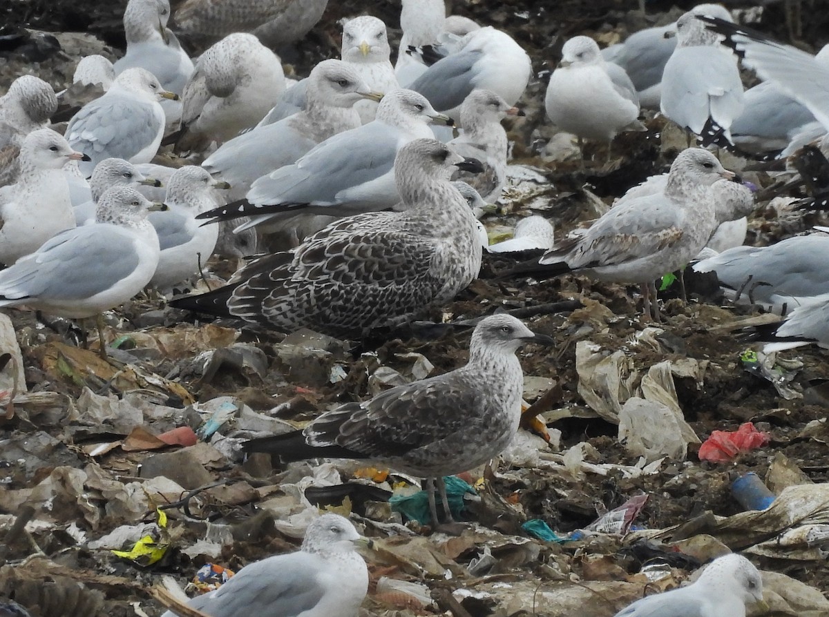 Zafferano - ML645230894