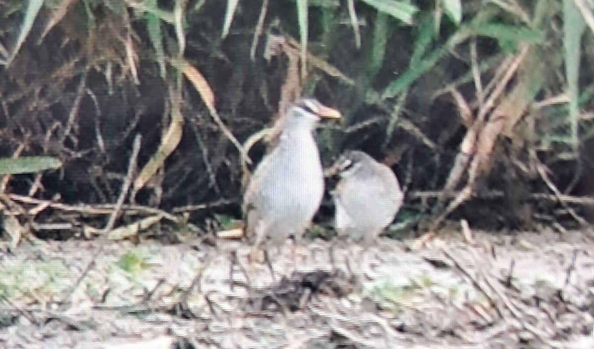 White-browed Crake - ML645230897