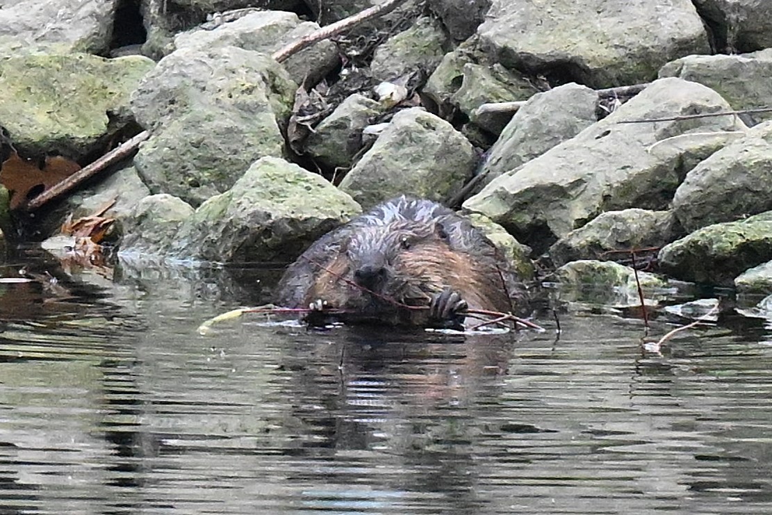American Beaver - ML645230902