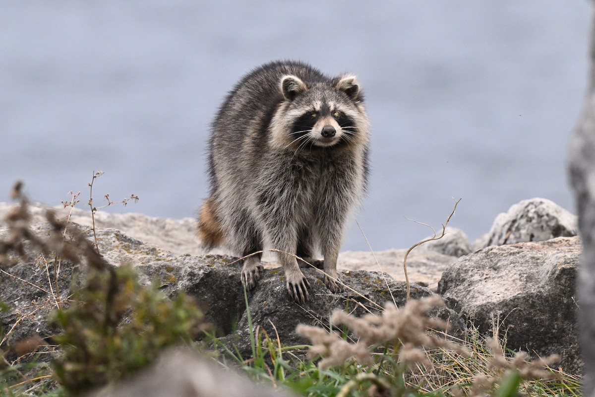 Eastern Raccoon - ML645230903