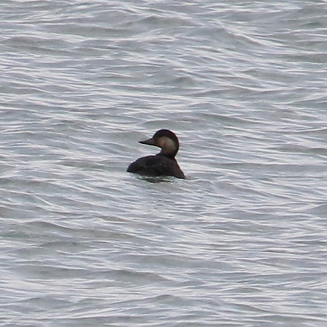 Black Scoter - ML645230910