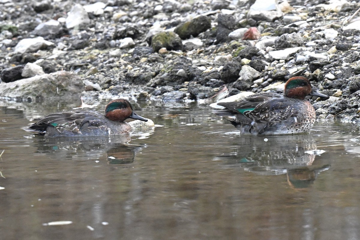 Green-winged Teal - ML645230913