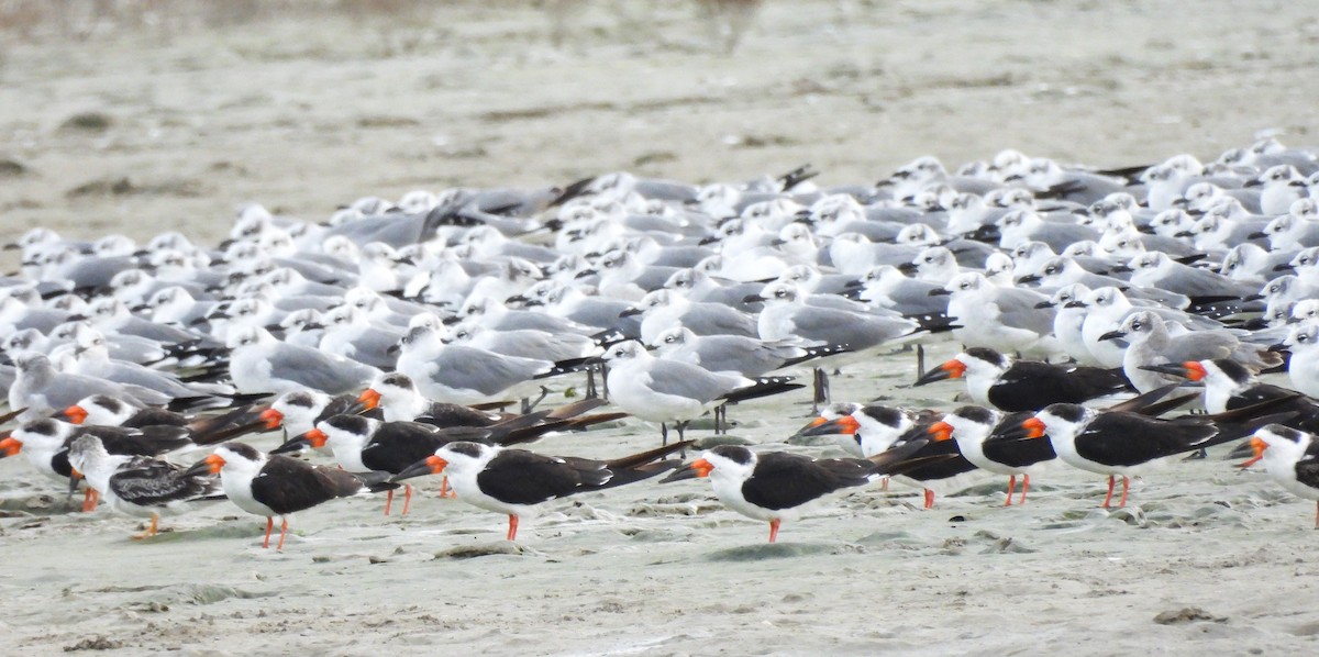 Laughing Gull - ML645230919