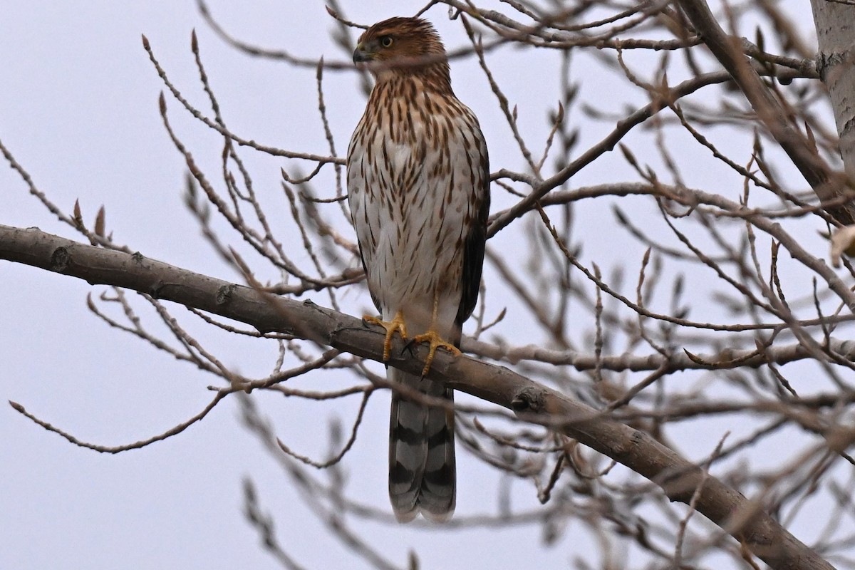 Cooper's Hawk - ML645230928