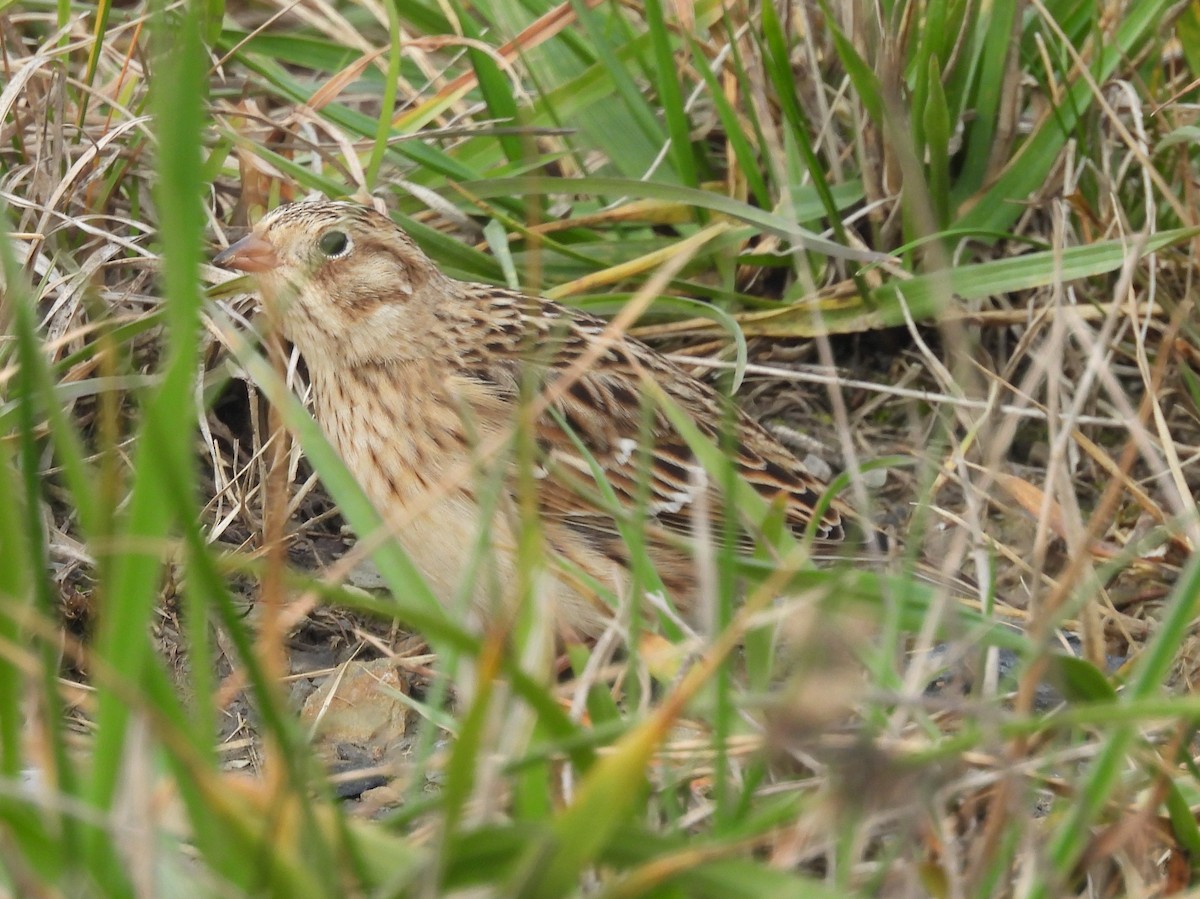 Smith's Longspur - ML645230933