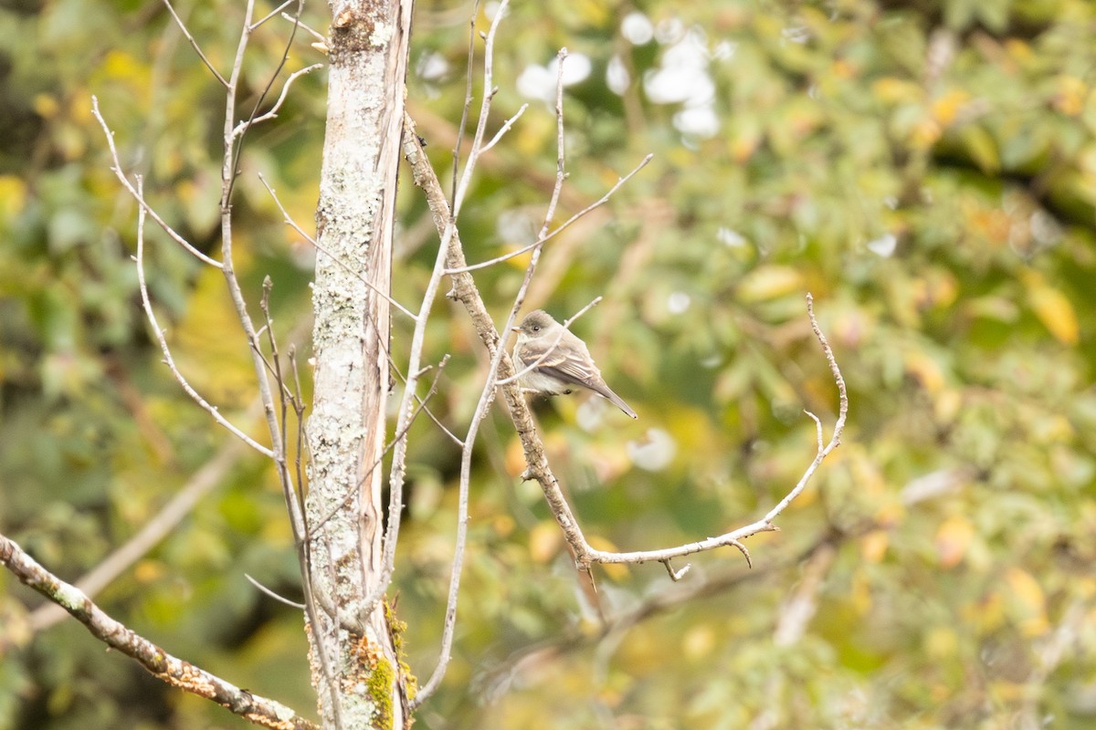 Eastern Wood-Pewee - ML645230935