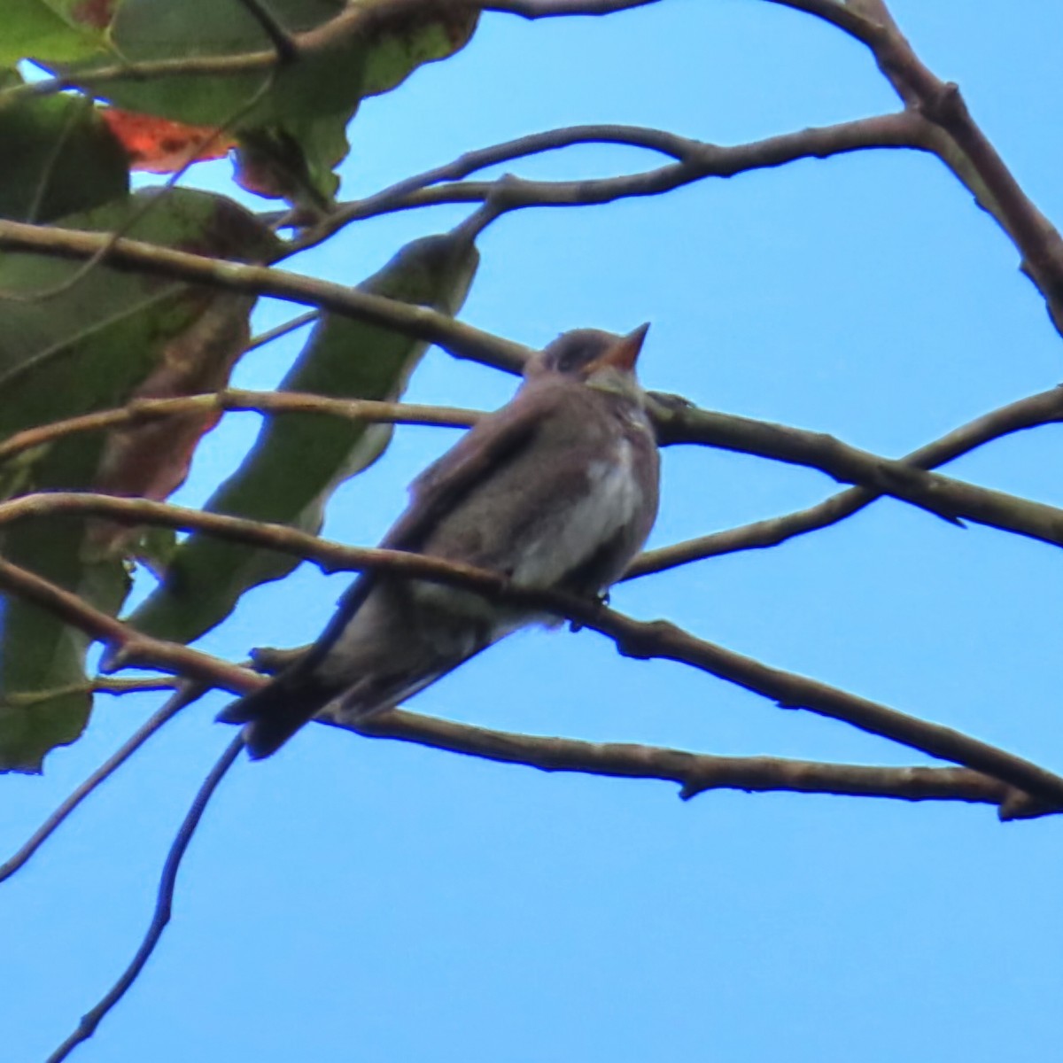 Olive-sided Flycatcher - ML645230969