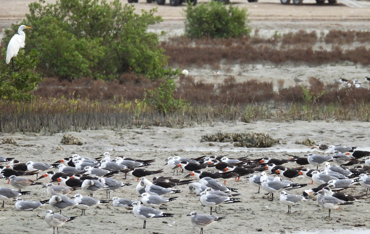 Black Skimmer - ML645230978