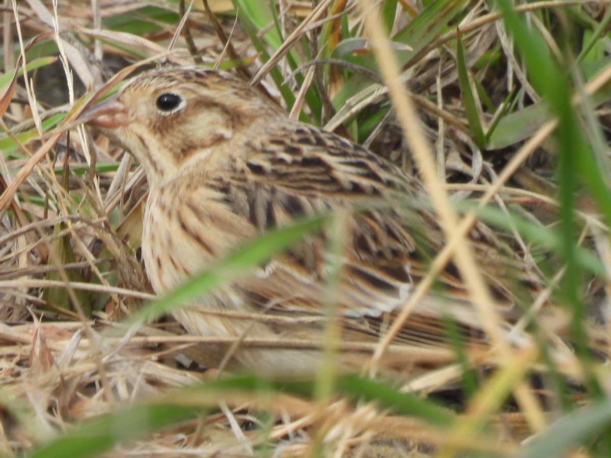 Smith's Longspur - ML645230994