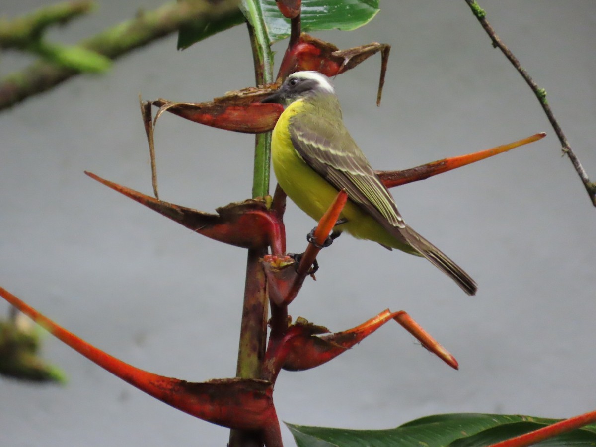 Sosyal Tiran - ML645230998