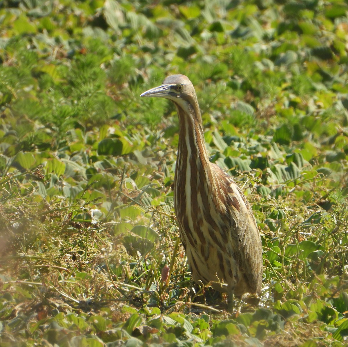 American Bittern - ML645231001