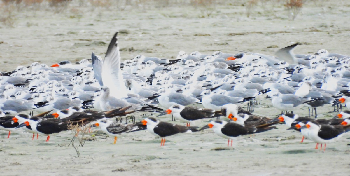 Caspian Tern - ML645231002