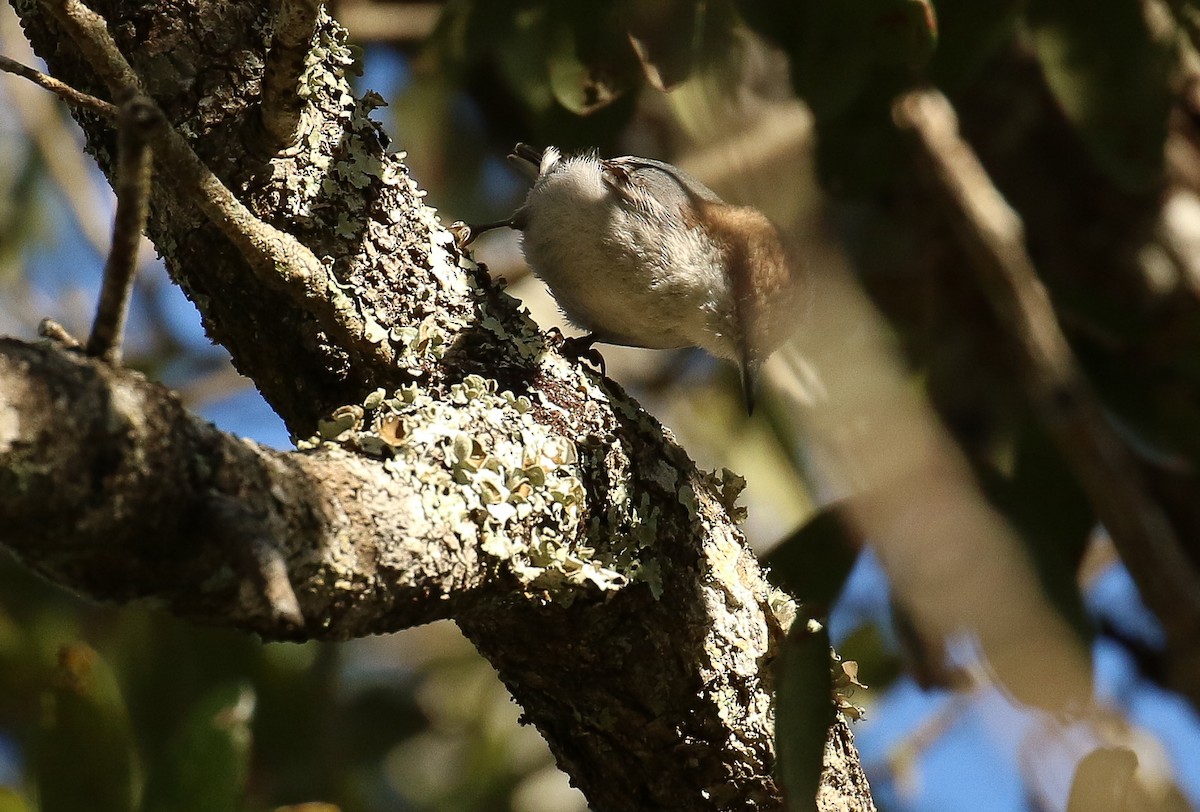 Sittelle à tête brune - ML645231005