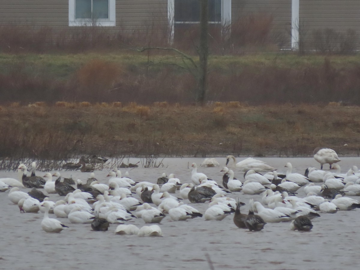 husa sněžní - ML645231008