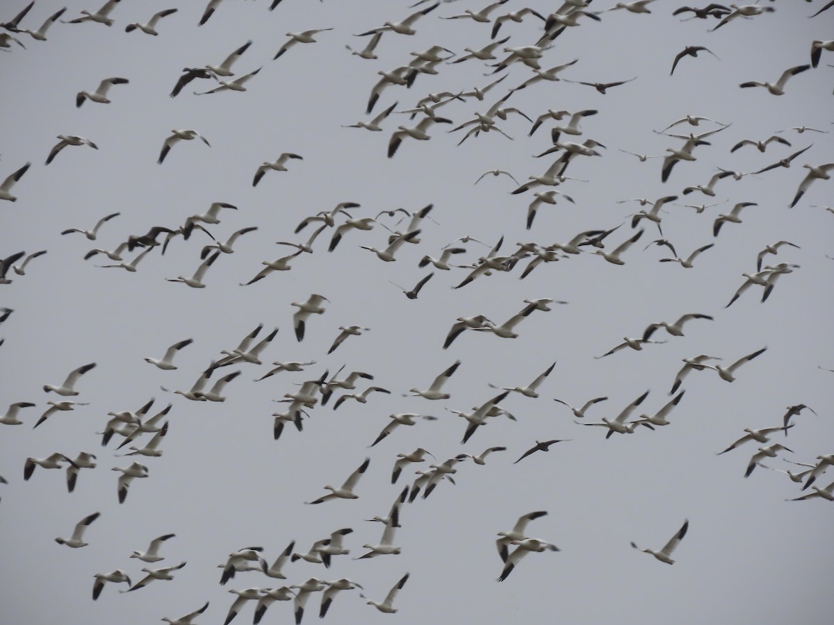 husa sněžní - ML645231038