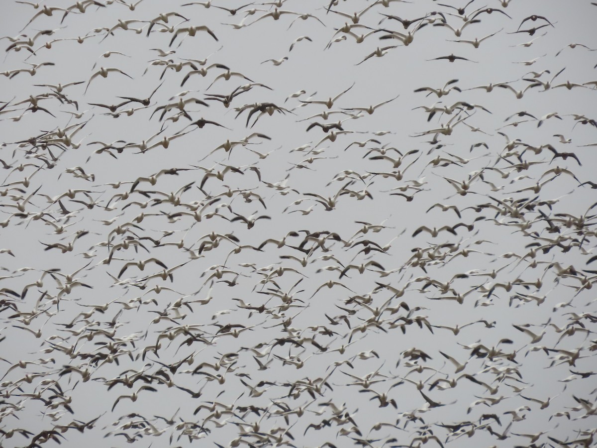 husa sněžní - ML645231039