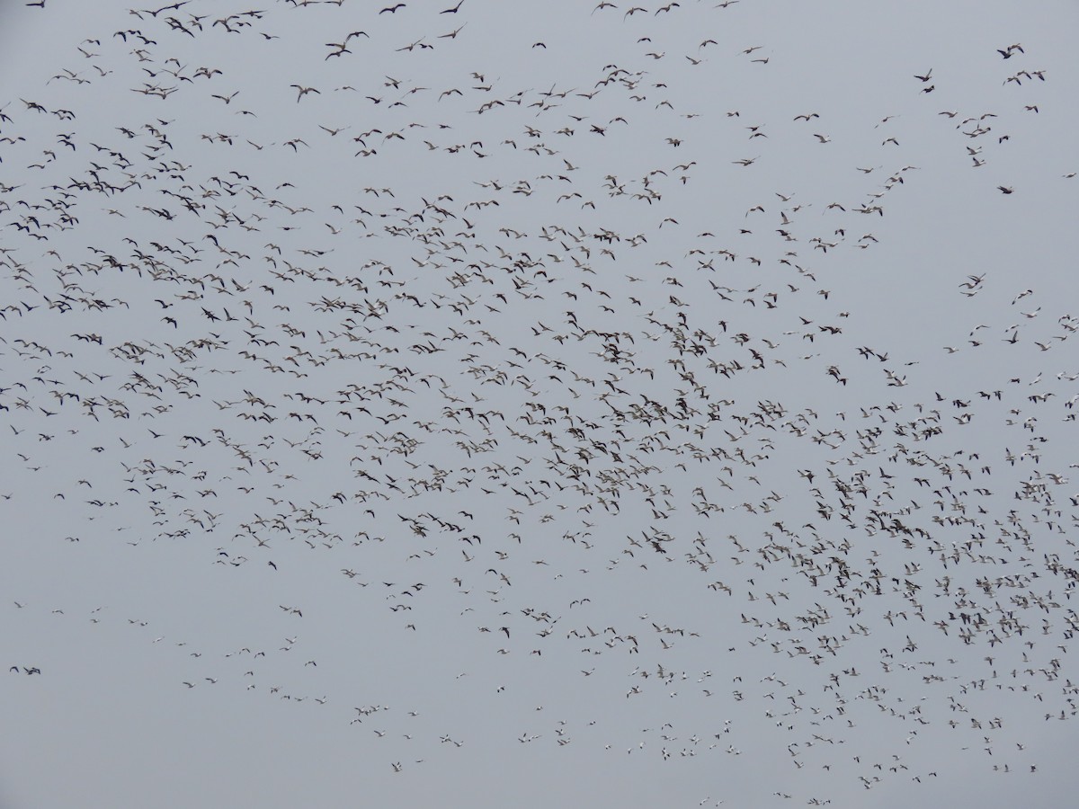 husa sněžní - ML645231040