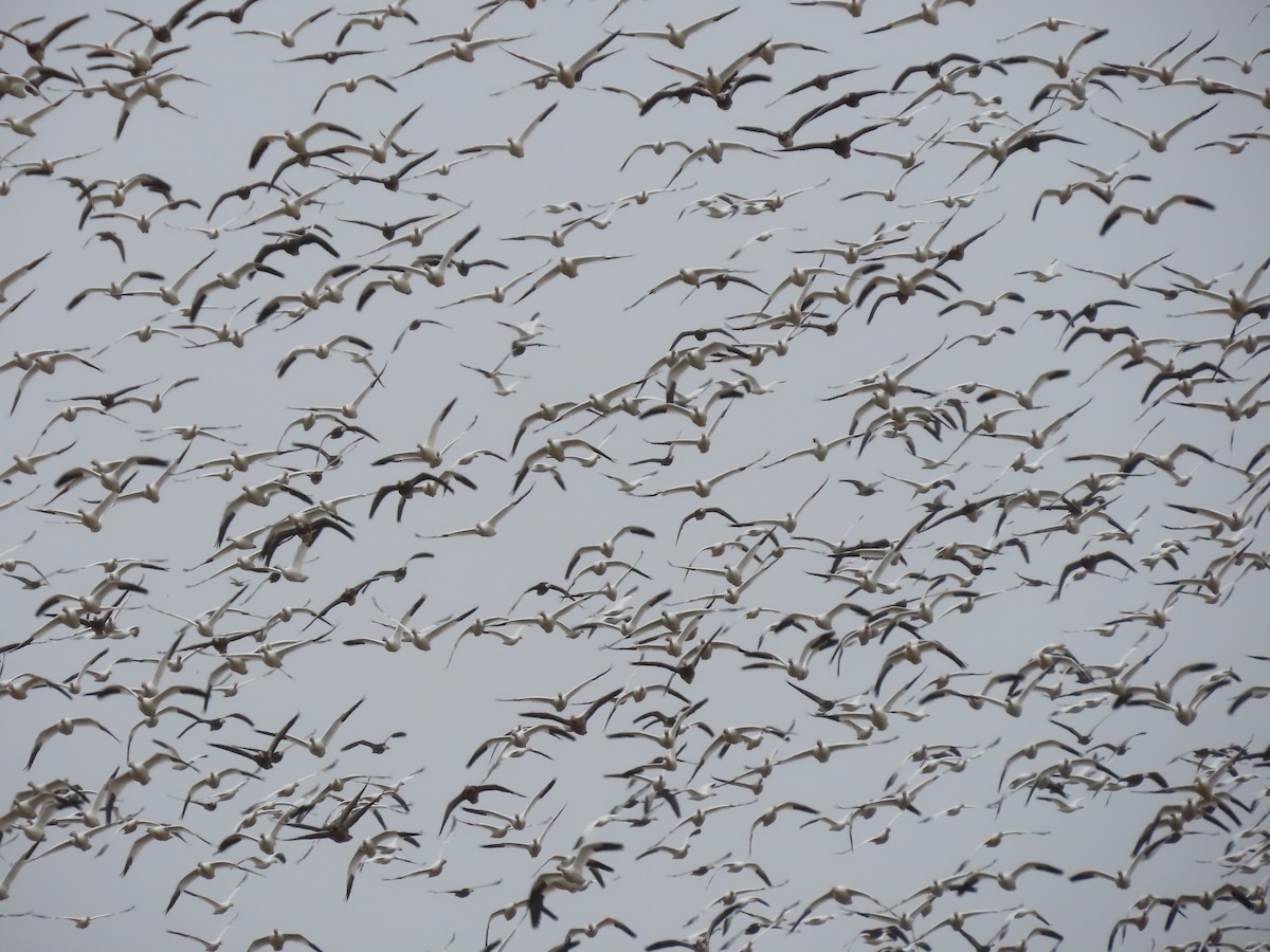 husa sněžní - ML645231041