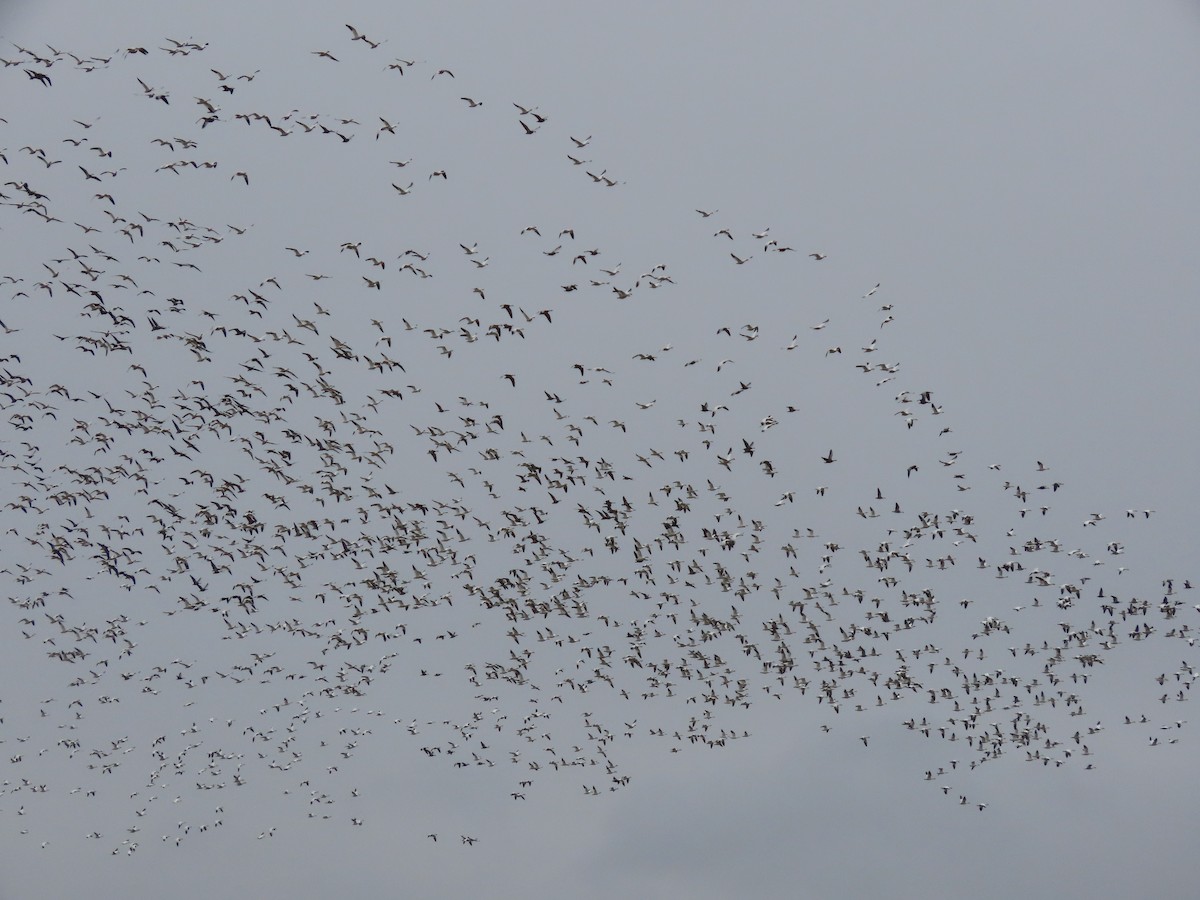 husa sněžní - ML645231042