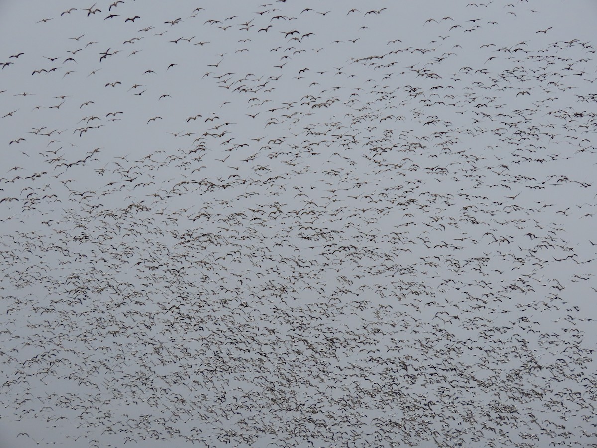 husa sněžní - ML645231046