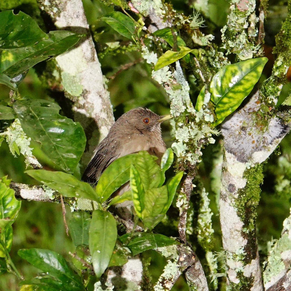 Merle fauve - ML645231051