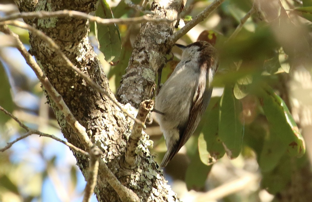 Sittelle à tête brune - ML645231057