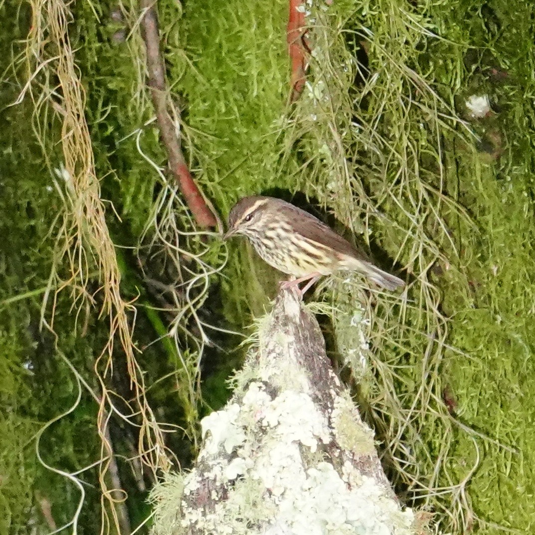 Northern Waterthrush - ML645231060