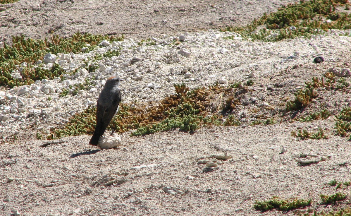 Rufous-naped Ground-Tyrant - ML645231062