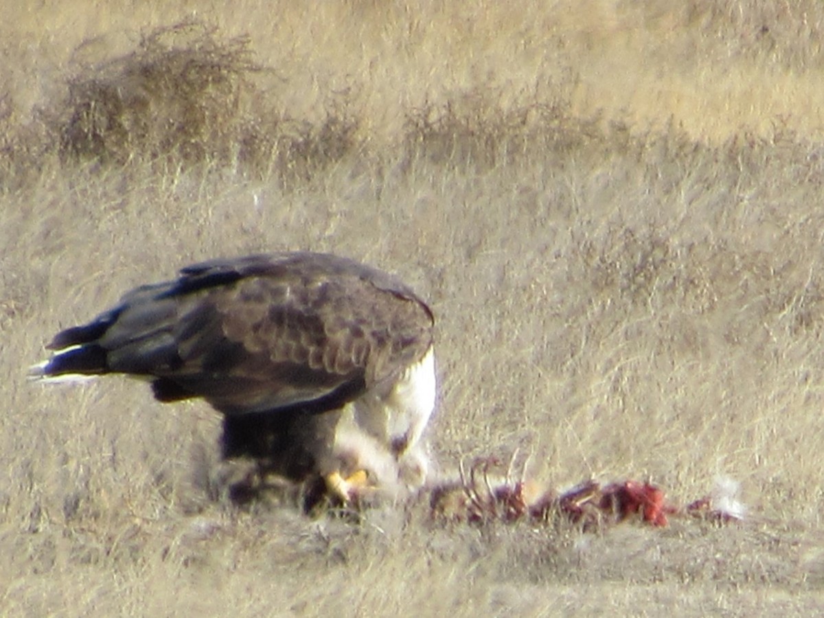 Bald Eagle - ML645231068