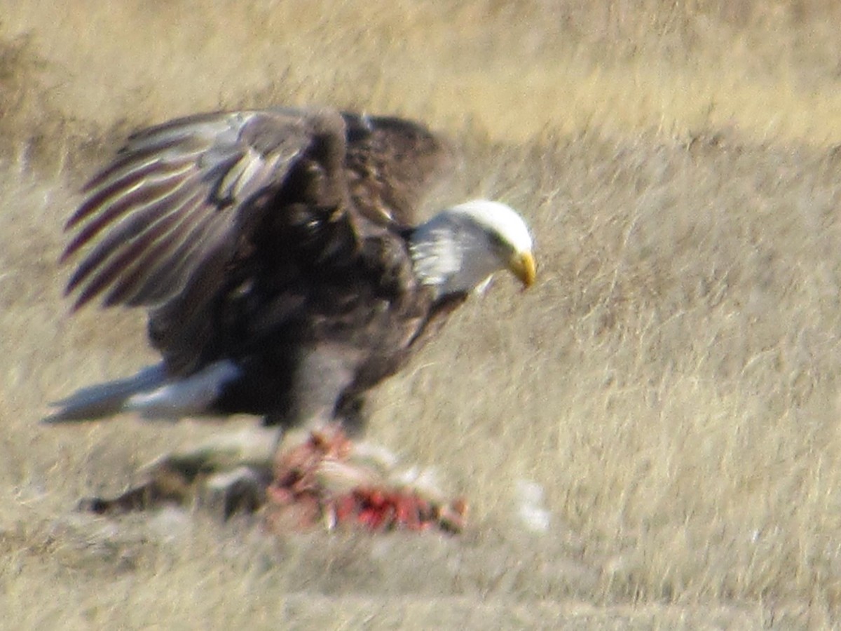 Bald Eagle - ML645231076