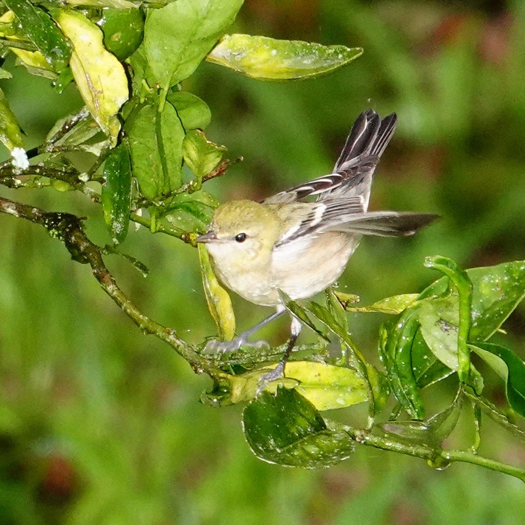 Пісняр-лісовик каштановий - ML645231078