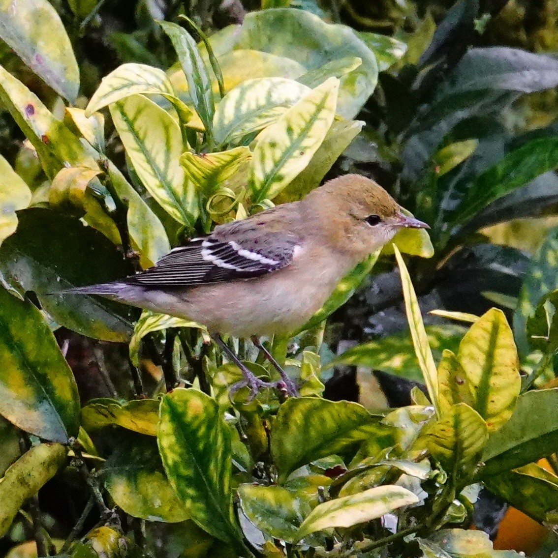 Пісняр-лісовик каштановий - ML645231079