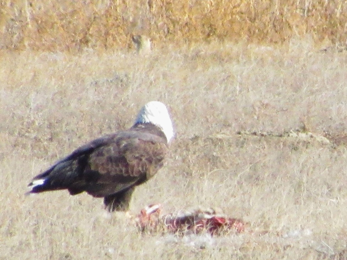 Bald Eagle - ML645231092