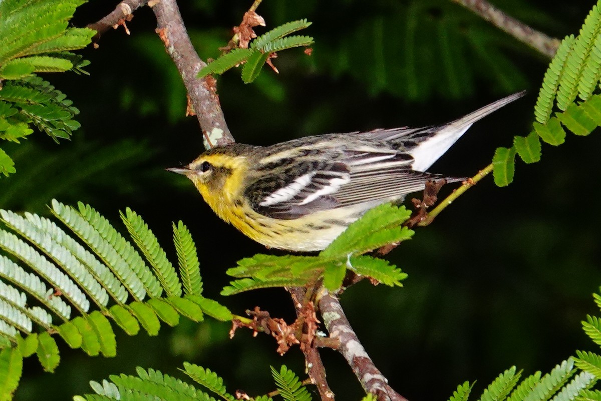 Blackburnian Warbler - ML645231102