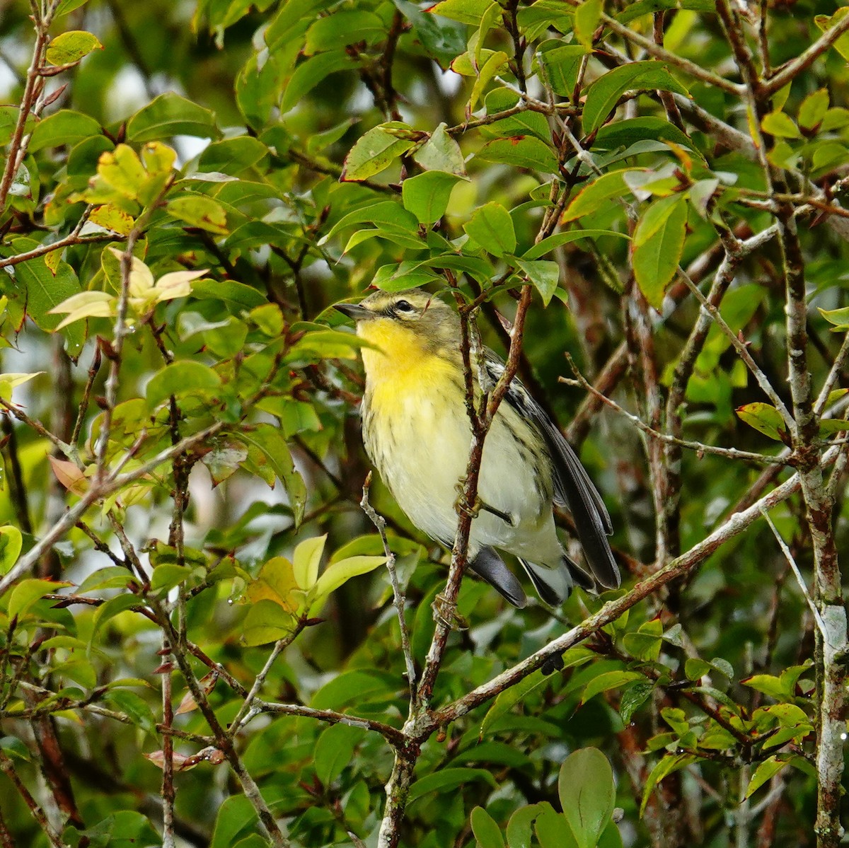 Blackburnian Warbler - ML645231103